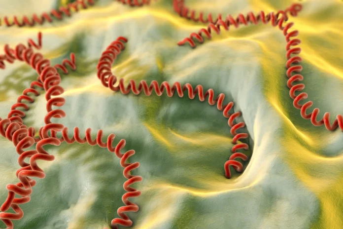 Symptoms of leptospirosis may include headache, vomiting, muscle pain, chills, and skin rash.